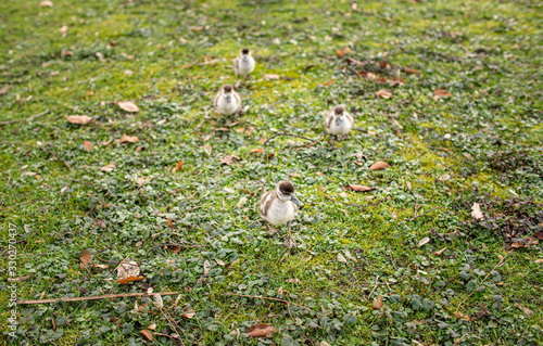 Vogelpärchen mit Küken im Park