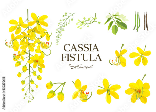 Cassia Fistula flower, national flower of thailand, beautiful Yellow collections on white background, vector illustration