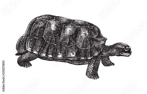Yellow-footed tortoise or Brazilian giant tortoise (Chelonoidis denticulatus) / vintage illustration from Brockhaus Konversations-Lexikon 1908 photo