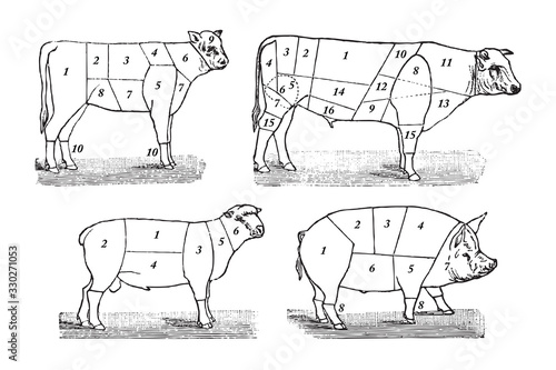 Butcher livestock meat / vintage illustration from Brockhaus Konversations-Lexikon 1908
