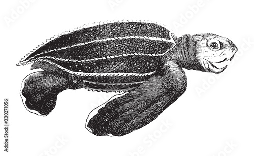 Leatherback sea turtle (Dermochelys coriacea) / vintage illustration from Brockhaus Konversations-Lexikon 1908