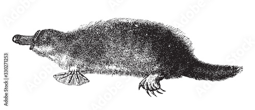 Platypus (Ornithorhynchus anatinus) / vintage illustration from Brockhaus Konversations-Lexikon 1908