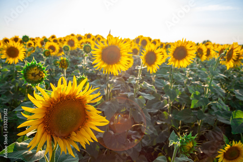 close-up of a beautiful sunflower in a field