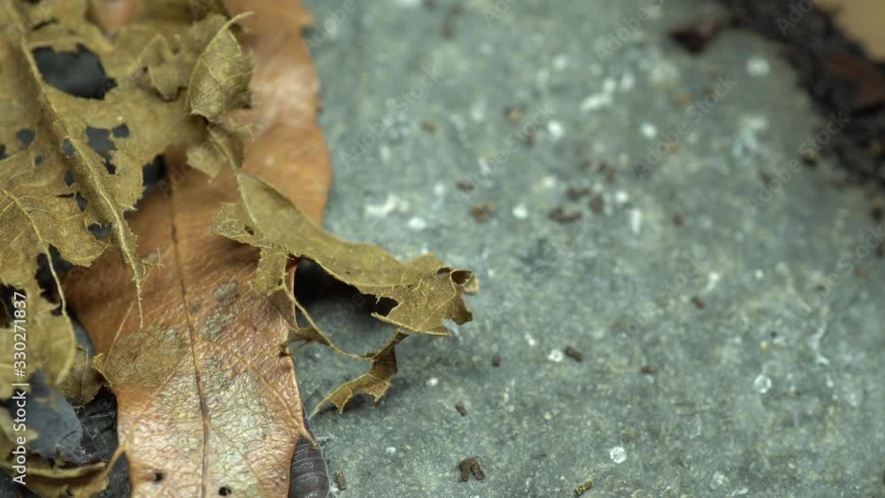 4k video of dung bug hidden between fallen leaves and stones 4k video of dung bug hidden between fallen leaves and stones