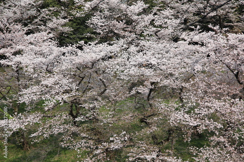 beautiful cherry blossoms in Spring in Tokyo, Japan