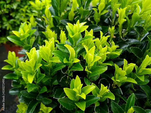 Euonymus japonicus 'Green Spire' photo