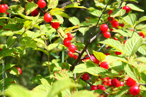 red berries on green bush  in the light of the sun