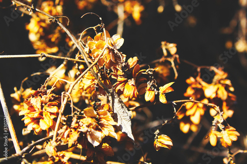 autumn leaves and yellow flowers on branches © Konstantin1995