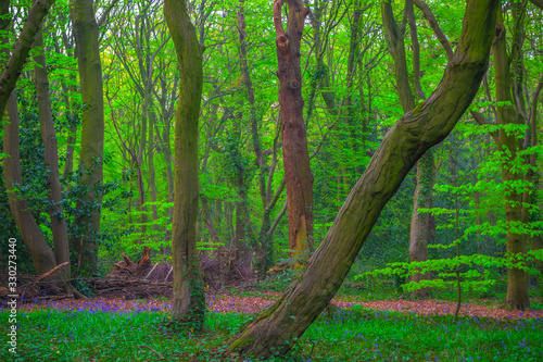 Fotografia Highgate Wood in North London