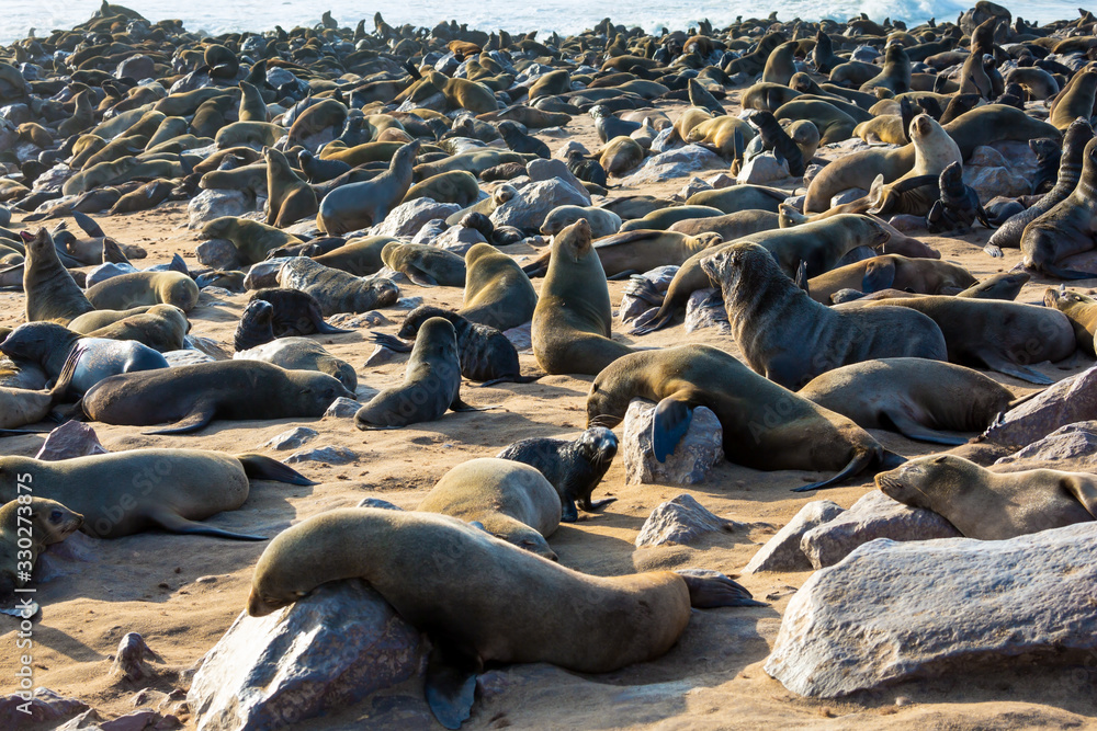 Fototapeta premium Animals - eared seals
