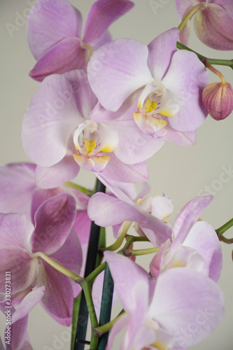 Beautiful phalaenopsis flowers opened its petals © Андрей Гой