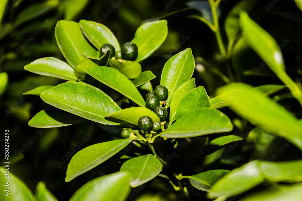 A picture of green lemon A picture of green lemon