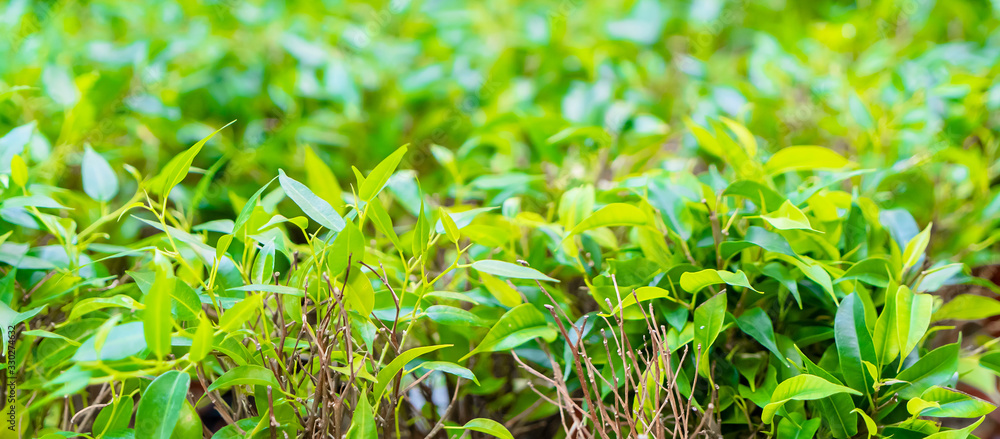 Beautiful floral background with fresh green leaves. Beautiful floral background with fresh green leaves.