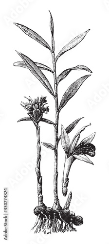 Ginger (Zingiber officinale) / vintage illustration from Brockhaus Konversations-Lexikon 1908