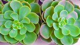 Succulents in clay pots on top of a close-up on a light background.