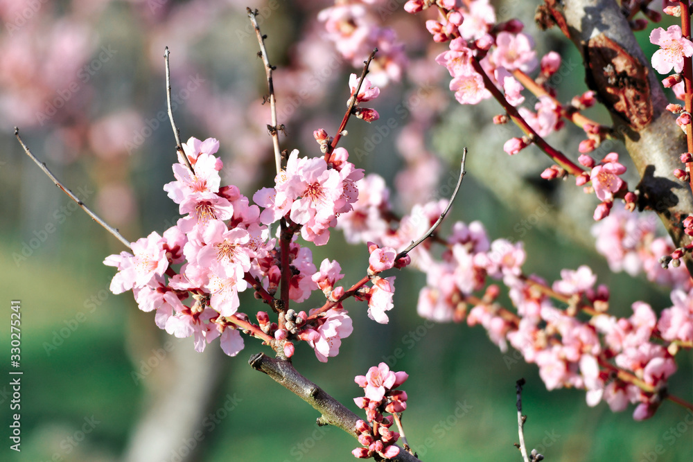 Branch with blooming pink almond blossom flowers on German 'Prunus Dulcis', subscpecies 'Perle der Weinstrasse', tree in early spring Branch with blooming pink almond blossom flowers on German 'Prunus Dulcis', subscpecies 'Perle der Weinstrasse', tree in early spring