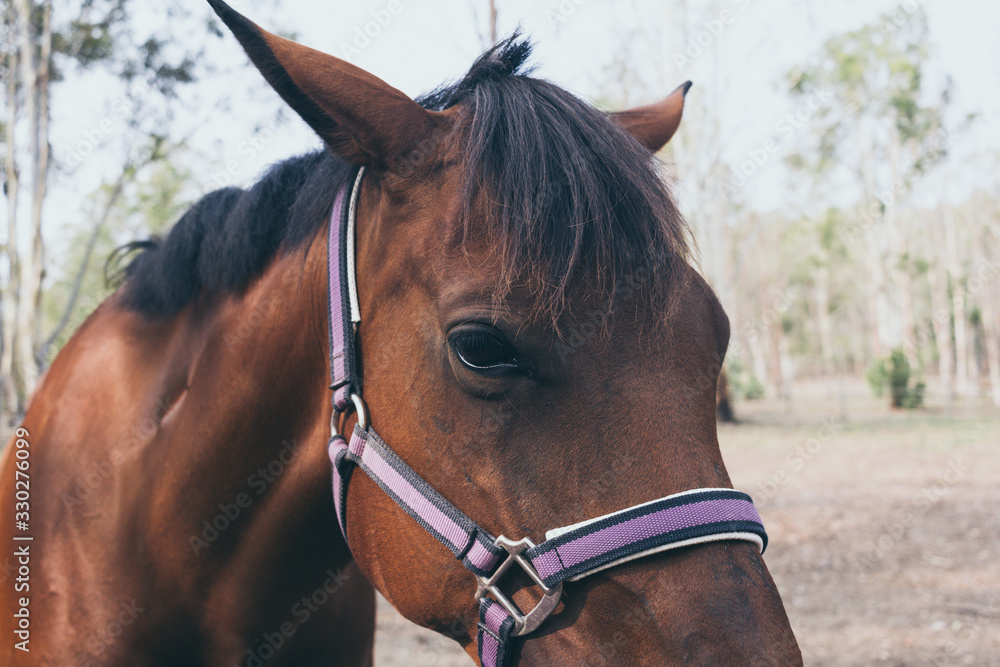 Obraz premium Beautiful brown horse portrait on field background.