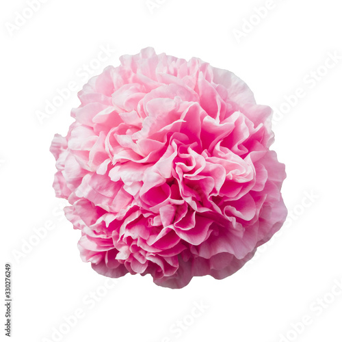 Pink peony flower in full bloom isolated on white background.