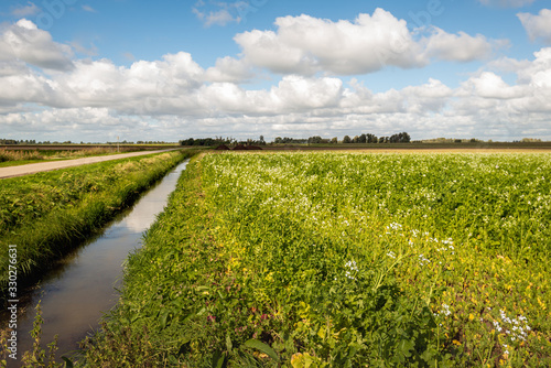 Dutch agricultural polder landscape