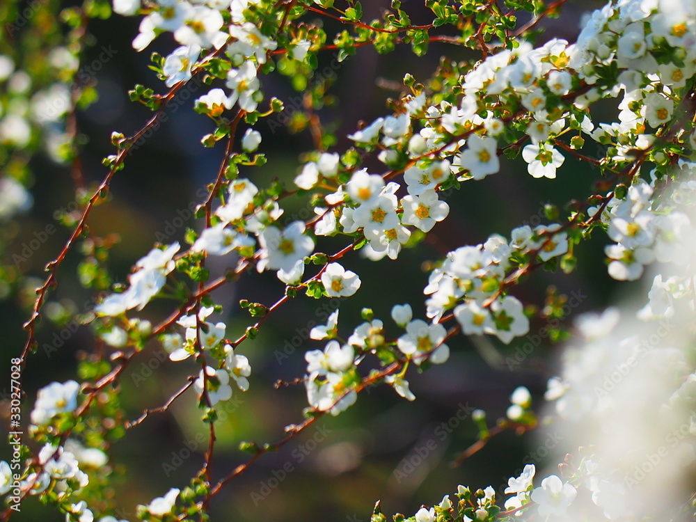 Obraz premium 雪柳