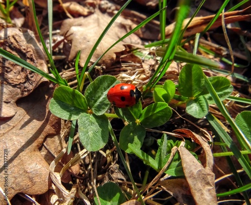 ladybug on a clover leaf close-up for St. Patrick's Day