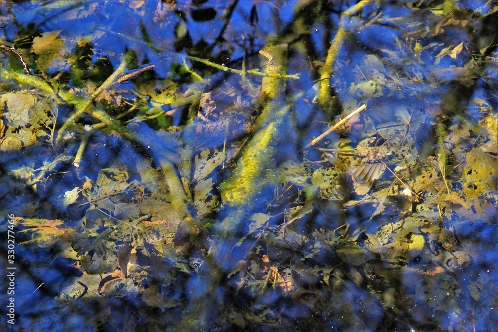 Fototapeta premium Marais du Brézou (Corrèze)