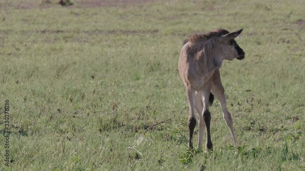 Wildebeest Calf Standing On The Grassy Field In Botswana While The Other One Walk Away - Closeup Shot Wildebeest Calf Standing On The Grassy Field In Botswana While The Other One Walk Away - Closeup Shot