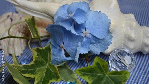 Blue hydrangea and green ivy on a background of a large white shell.