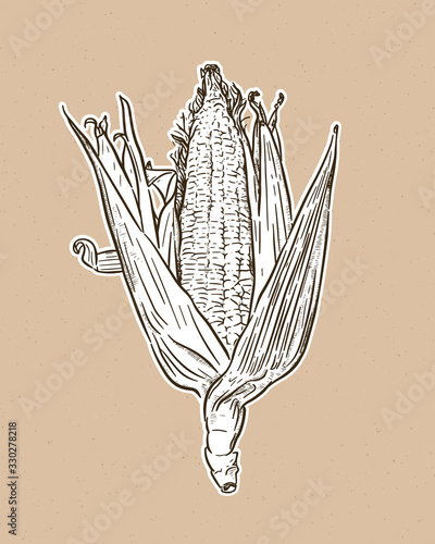 Corn on the cob vintage engraved illustration. Botanical corn. Vector illustration