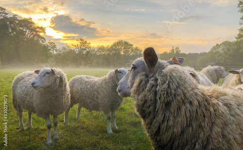 Flock of sheep, staring sheep on grass farmfield under a dramatic sunset or sunrise sky photo