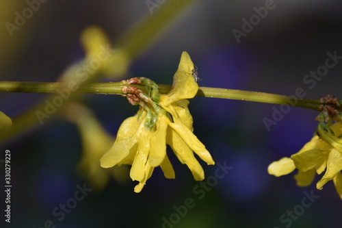 Forsythie (Forsythia × intermedia)