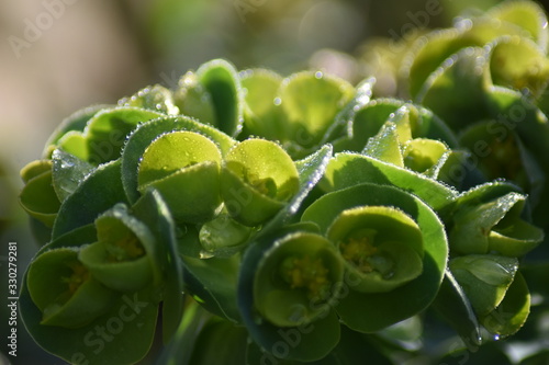 Walzen-Wolfsmilch  Euphorbia myrsinites 