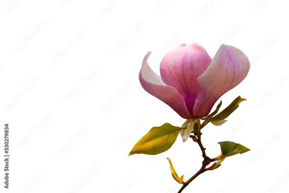 Fototapeta premium Close up of pink magnolia flower isolated on white