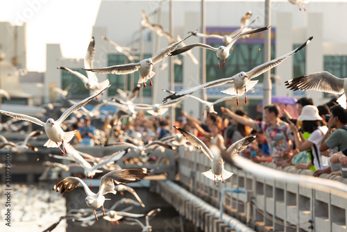 Bang Pu and visitors feeding thousands of seagulls