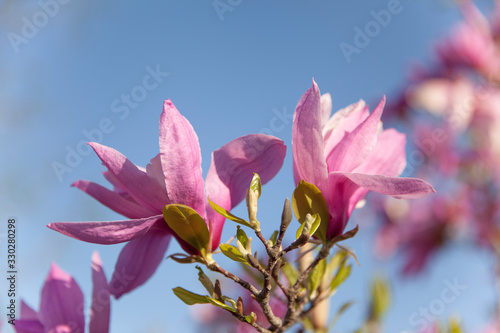 Pink magnolia flowers closeup. Magnolia flowers on a background of blue sky