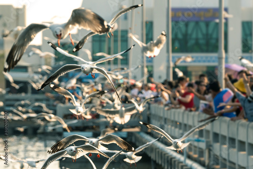 Bang Pu and visitors feeding thousands of seagulls photo