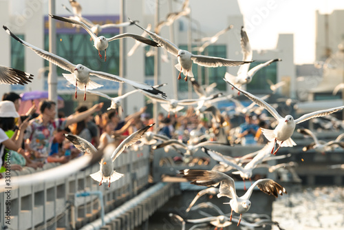 Bang Pu and visitors feeding thousands of seagulls