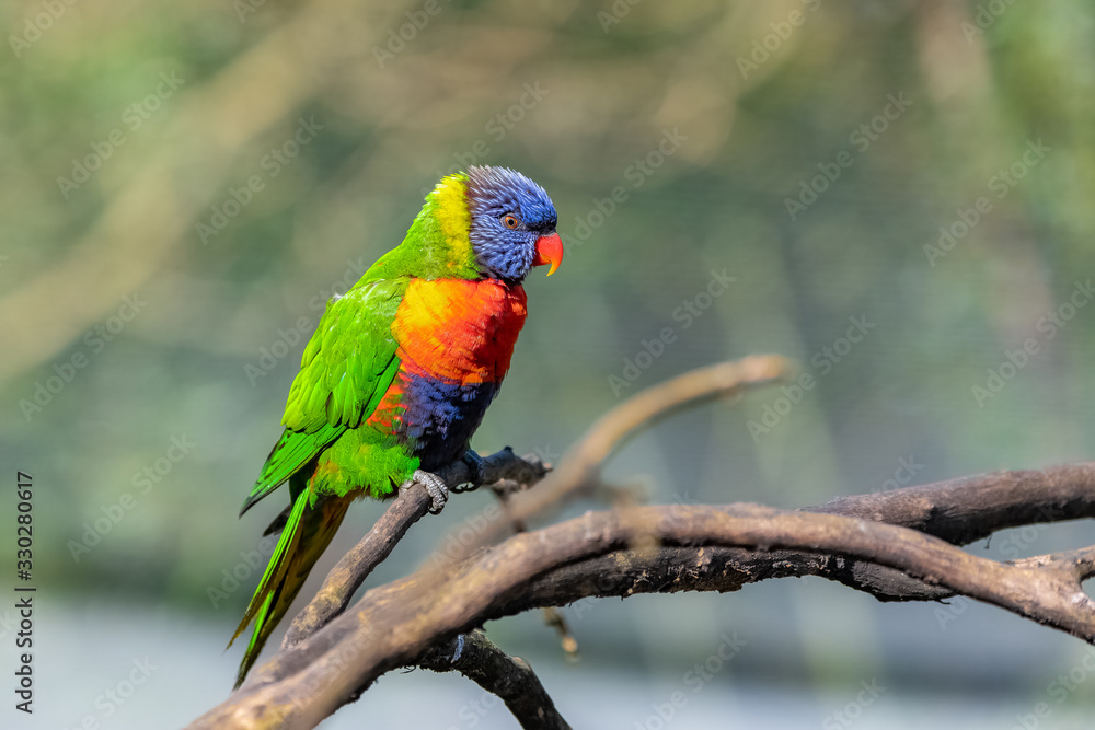 Coconut lorikeet, colorful bird perched on a branch
