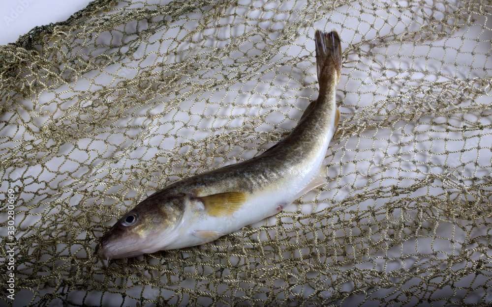 Fototapeta premium Saffron cods on net