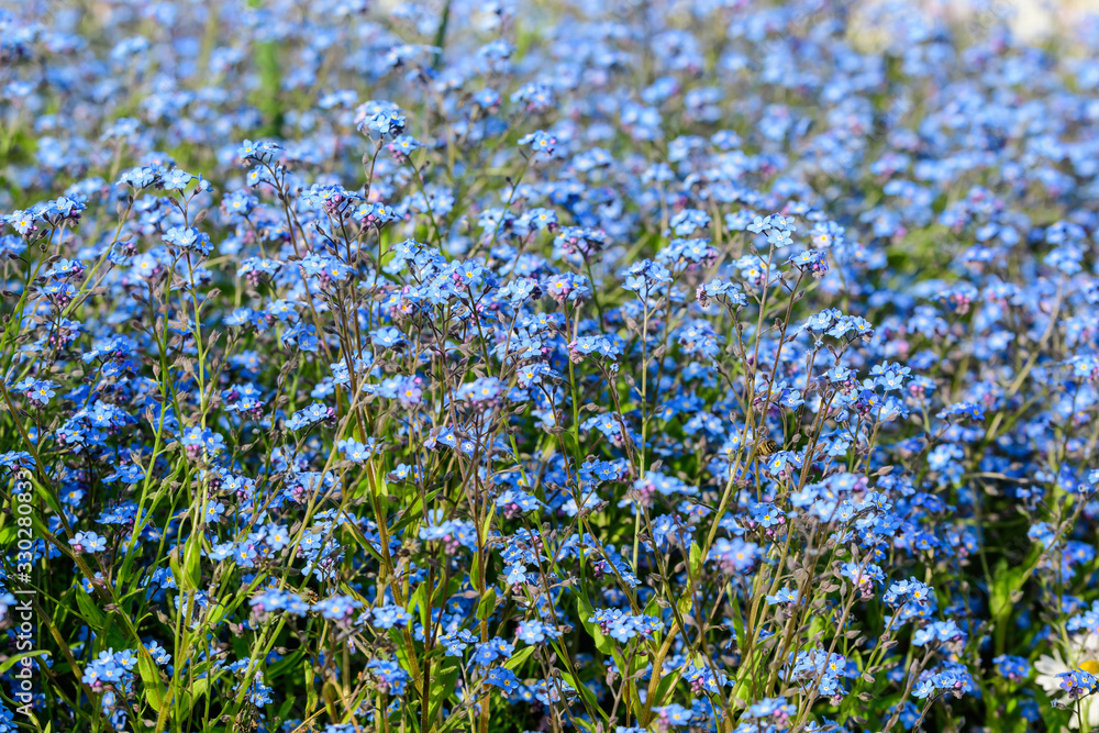 Group of many small blue forget me not or Scorpion grasses flowers, Myosotis, in a garden in a sunny spring day, beautiful outdoor floral background