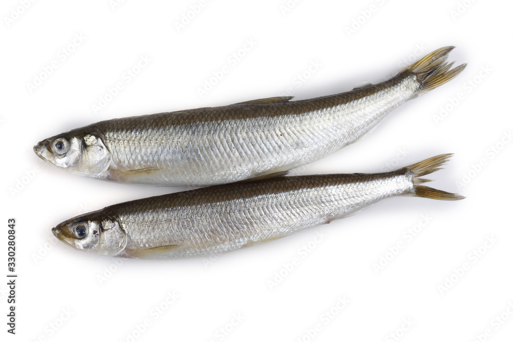 Smelt fish isolated on white. Pacific smelt variety Smelt fish isolated on white. Pacific smelt variety