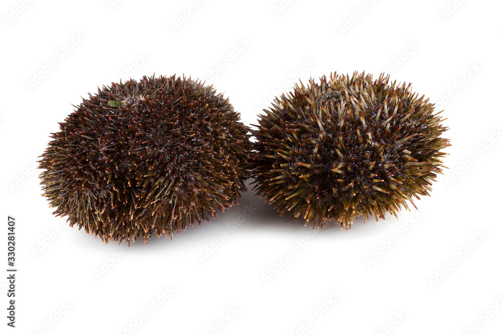Gray sea urchins Gray sea urchins