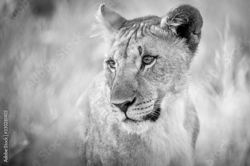 This black and white close up of a lioness was photographed at sunrise in the Etosha National Park, Namibia