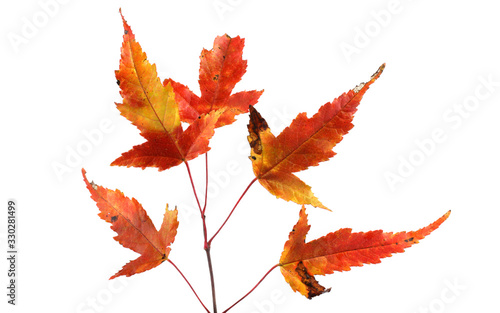 Autumn maple leaves. Amur maple, acer ginnala