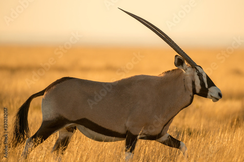 A photograph of a walking oryx taken at sunrise in the Etosha National Park in namibia photo