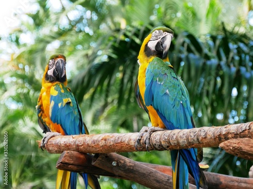 Couple de perroquet ara au jardin botanique de Deshaies en Guadeloupe