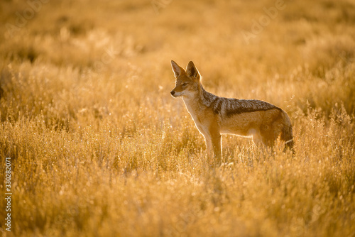 Fototapeta Naklejka Na Ścianę i Meble -  A watchful jackal at sunrise, looking into the distance. This photograph was taken in the Etosha national Park in Namibia.
