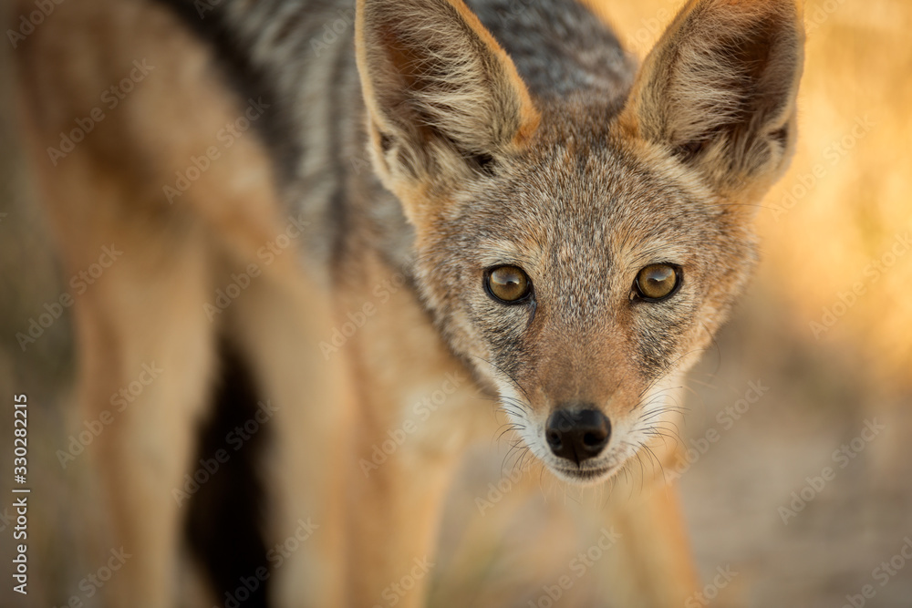 A watchful Jackal staring at the camera in the late afternoon in Etosha, Namibia