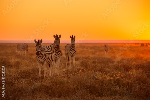 A herd of Zebra grazing at sunrise in Etosha  Namibia