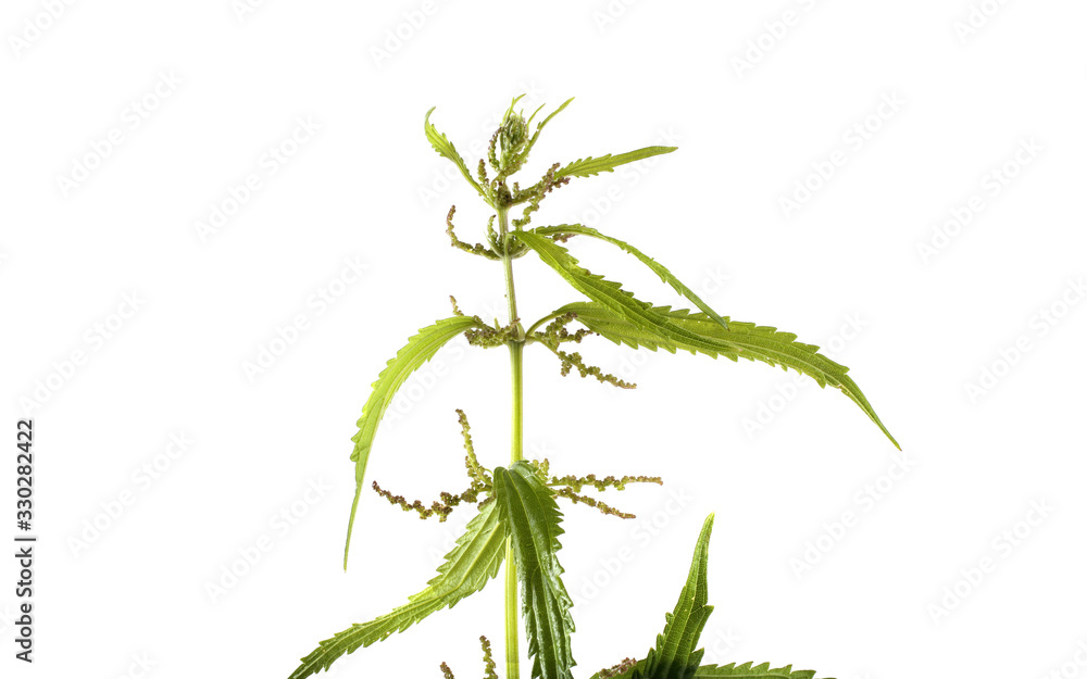 Growing nettle isolated on white Growing nettle isolated on white